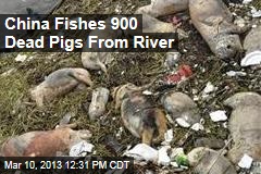 China Fishes 900 Dead Pigs From River