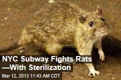 NYC Subway Fights Rats &mdash;With Sterilization