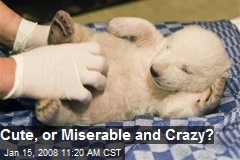 Cute, or Miserable and Crazy?