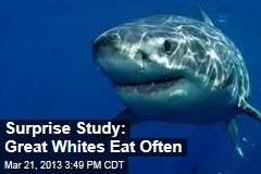 Great Whites Eat a Lot More Than Thought