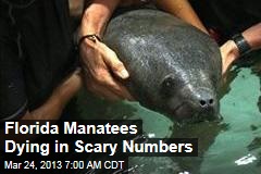 Florida Manatees Dying in High Numbers