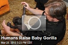 Humans Raise Baby Gorilla