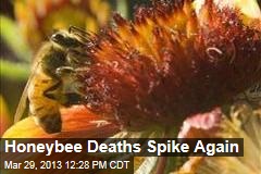 Honeybee Deaths Spike Again