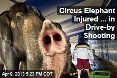 Circus Elephant Injured ... in Drive-by Shooting