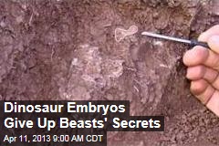 Dinosaur Embryos Give Up Beasts&#39; Secrets