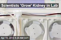 Scientists &#39;Grow&#39; Kidney in Lab