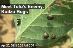 Meet Tofu&#39;s Enemy: Kudzu Bugs