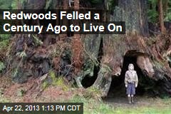 Redwoods Felled a Century Ago to Live On