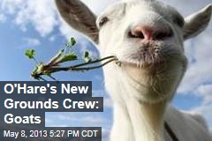 O&#39;Hare&#39;s New Grounds Crew: Goats