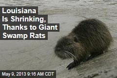 Louisiana Is Shrinking, Thanks to Giant Swamp Rats