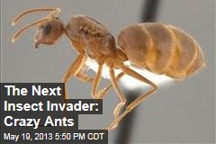 The Next Insect Invader: Crazy Ants