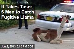 Fugitive Llama Subdued with Taser