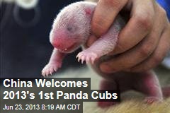 China Welcomes 2013&#39;s 1st Panda Cubs