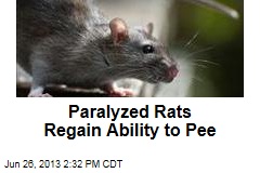 Paralyzed Rats Regain Ability to Pee