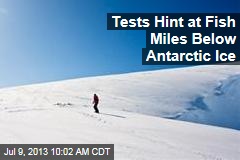 Tests Hint at Fish Miles Below Antarctic Ice
