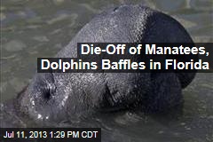 Die-Off of Manatees, Dolphins Baffles in Florida