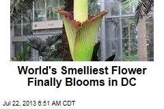 World&#39;s Smelliest Flower Finally Blooms in DC