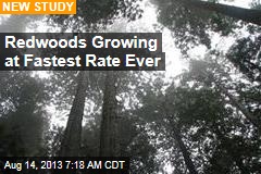 Redwoods Growing at Fastest Rate Ever