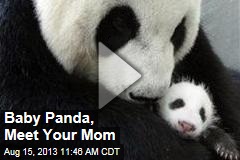 Baby Panda, Meet Your Mom