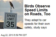 Birds Observe Speed Limits on Roads, Too