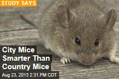 City Mice Smarter Than Country Mice