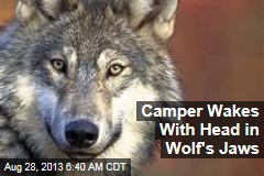 Camper Wakes With Head in Wolf&#39;s Jaws