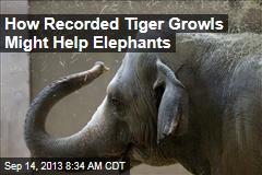 How Recorded Tiger Growls Might Help Elephants