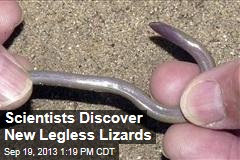 Scientists Discover New Legless Lizards