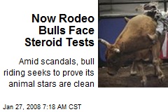 Now Rodeo Bulls Face Steroid Tests