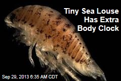 Tiny Sea Louse Has Extra Body Clock