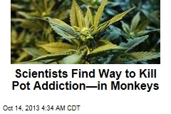 New Drug Helps Monkeys Kick Pot Addiction