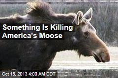 America&#39;s Moose Are Dying Off