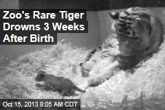 Zoo&#39;s Rare Tiger Drowns 3 Weeks After Birth