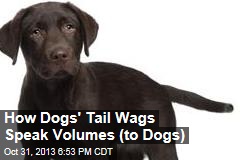 How Dogs&#39; Tail Wags Speak Volumes (to Dogs)