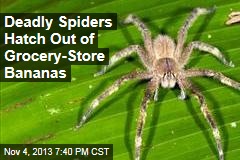 Deadly Spiders Hatch Out of Grocery- Store Bananas