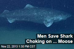 Men Save Shark Choking on ... Moose