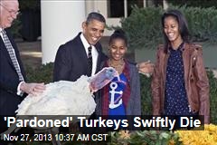 &#39;Pardoned&#39; Turkeys Swiftly Die