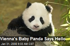 Vienna's Baby Panda Says Hello