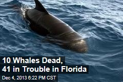 10 Whales Dead, 41 in Trouble in Florida
