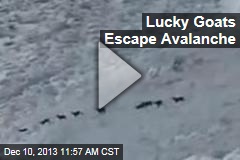 Goats Manage to Escape Avalanche