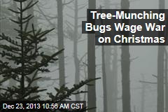 Tree-Munching Bugs Wage War on Christmas