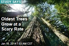 Oldest Trees are Fastest Growers