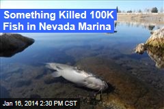 Something Killed 100K Fish in Nevada Marina