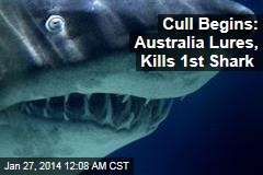 Aussies Launch Shark Cull to Protect Swimmers