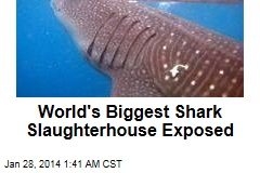 World&#39;s Biggest Shark Abattoir Uncovered
