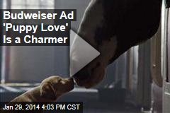 Budweiser Ad &#39;Puppy Love&#39; Is a Charmer