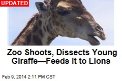 Zoo Puts Down Young Giraffe&mdash; Over Inbreeding