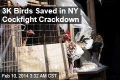 3K Birds Saved in Cockfight Crackdown