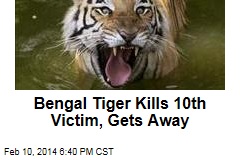 Bengal Tiger Kills 10th Victim, Gets Away