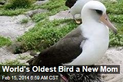 World&#39;s Oldest Bird a New Mom